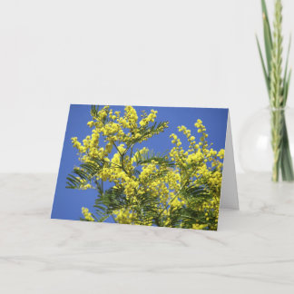Greeting card : mimosa flowers カード