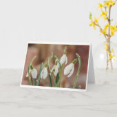 greeting card snowdrop without text カード (黄色い花)