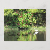 Greetings from Florida - Egret in Landscape シーズンポストカード (正面)