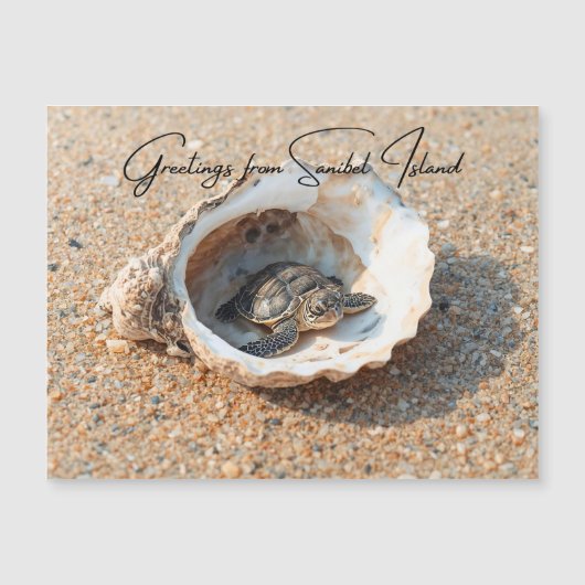 Greetings from Sanibel Island Sea Turtle in Shell (正面)