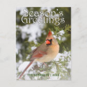 Greetings - Northern Tree in Juniper Tree ポストカード (正面)