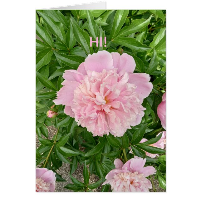 Greetings of Hi! This lovely pink peony. (正面)