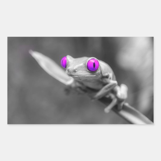 Grenouille aux yeux violets 長方形シール (正面)