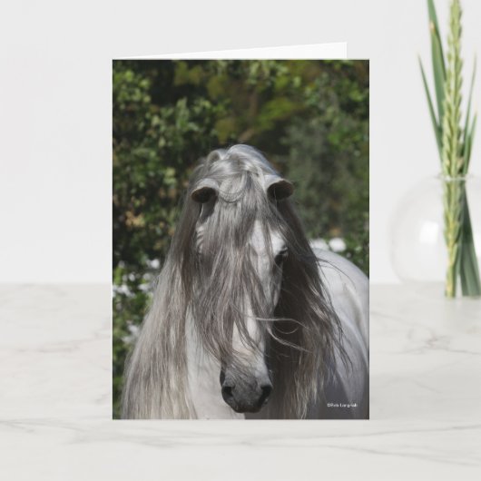 Grey Andalucian Stallion Headshot Long Mane カード (正面)