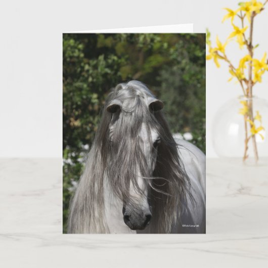 Grey Andalucian Stallion Headshot Long Mane カード (黄色い花)
