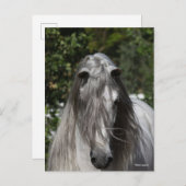Grey Andalucian Stallion Headshot Long Mane ポストカード (正面/裏面)