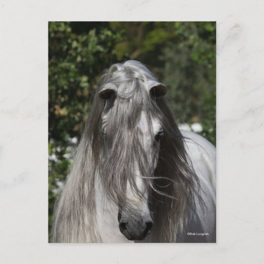 Grey Andalucian Stallion Headshot Long Mane ポストカード (正面)