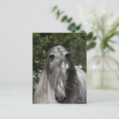 Grey Andalucian Stallion Headshot Long Mane ポストカード (スタンド正面)