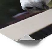 Grey Arab Stallion headshot Mane Flowing ポスター (角)