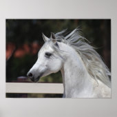 Grey Arab Stallion headshot Mane Flowing ポスター (正面)