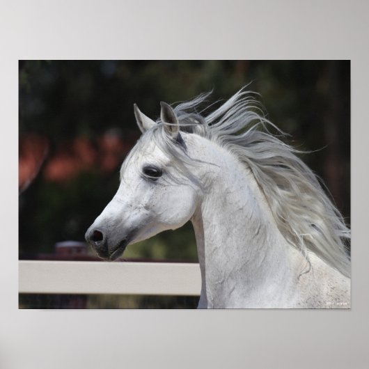 Grey Arab Stallion headshot Mane Flowing ポスター (正面)