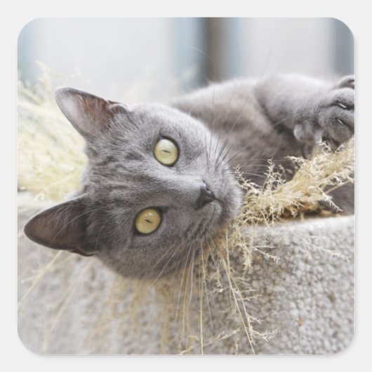 Grey CatはフランスのOllergsポットに横たわる スクエアシール (正面)