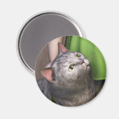 Grey Cat 3 Magnet マグネット (正面/裏面)