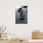 Grey Furry Australian Quokka、ポスター ポスター (キッチン)