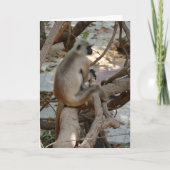 Grey Langur - Take a Rest カード (正面)