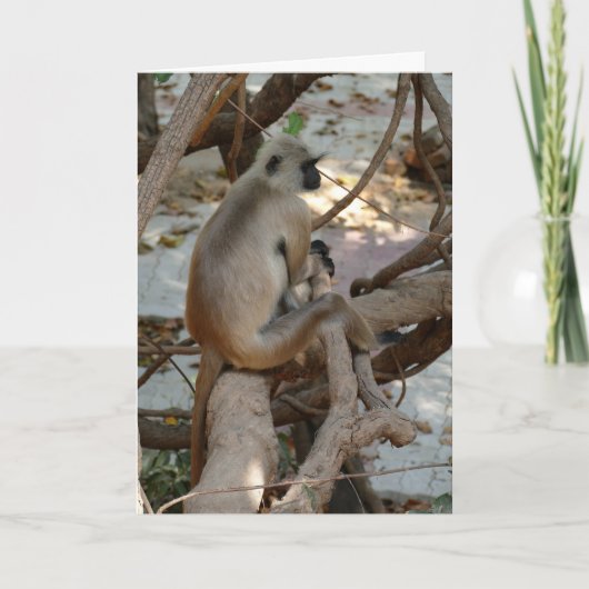 Grey Langur - Take a Rest カード (正面)