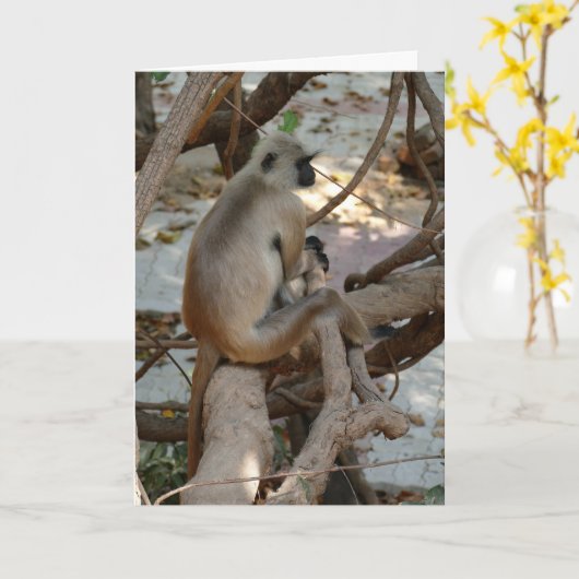 Grey Langur - Take a Rest カード (黄色い花)
