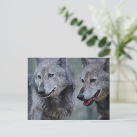 Grey wolf ポストカード (スタンド正面)