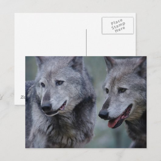 Grey wolf ポストカード (正面/裏面)