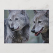 Grey wolf ポストカード (正面)
