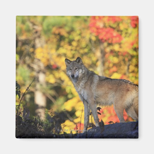 Grey Wolf Canis lupus.order：カーニボラミー マグネット (正面)