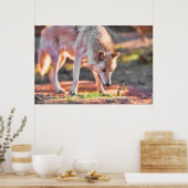 GREY WOLF COLORFUL ENCOUNTER ポスター (キッチン)