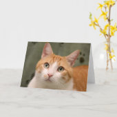 Greyfoot猫の救助のオレンジ及び白い子猫カード カード (黄色い花)