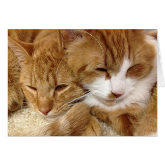Greyfoot猫の救助の眠い猫ちゃんカード