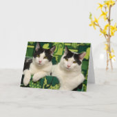 Greyfoot猫の救助の黒く及び白い兄弟カード カード (黄色い花)