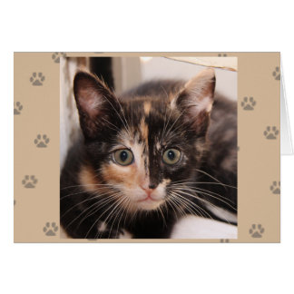 Greyfoot猫の救助のTortieカード