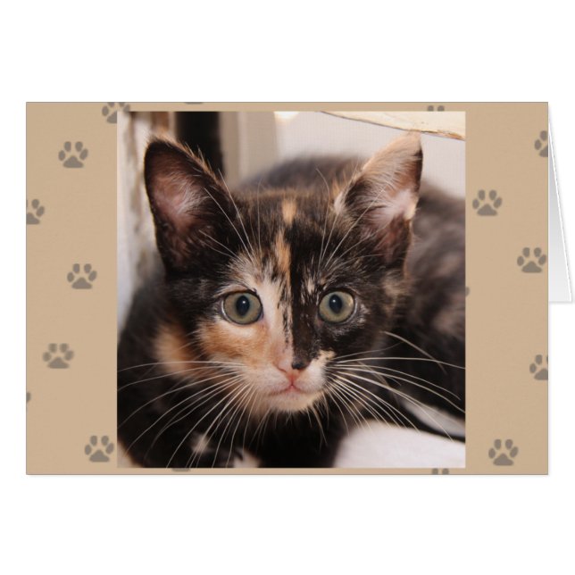 Greyfoot猫の救助のTortieカード (正面横)