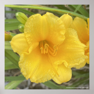 greyforaday Yellow Floral Print ポスター