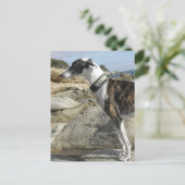 Greyhound写真はがき ポストカード (スタンド正面)