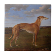 Greyhound