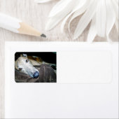 greyhound 2.png ラベル (インサイチュ)