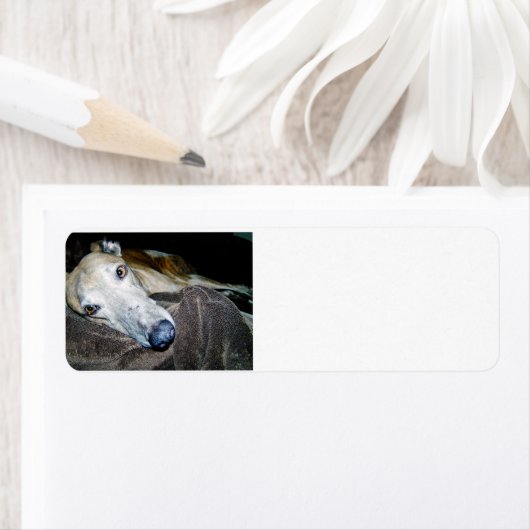 greyhound 2.png ラベル (インサイチュ)