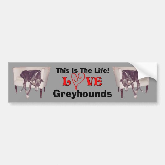 Greyhound Love This Is The Life Cute  バンパーステッカー (正面)