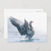 Greylagグースの自然写真 シーズンポストカード (正面/裏面)