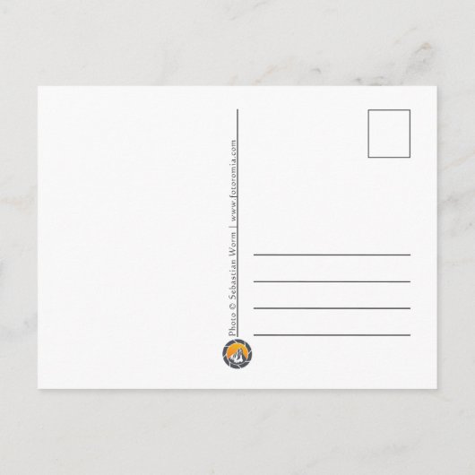 Greylagグースの自然写真 シーズンポストカード (裏面)