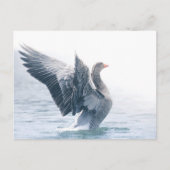 Greylagグースの自然写真 シーズンポストカード (正面)