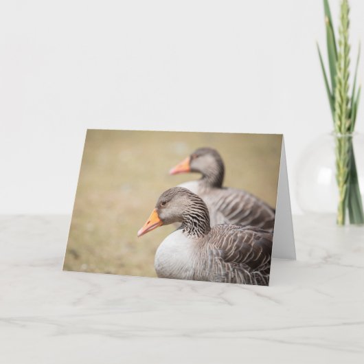 Greylag geese自然写真 カード (正面)