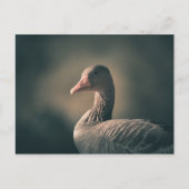 Greylag Gooseの自然写真 ポストカード (正面)