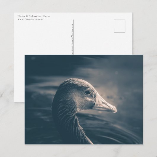 Greylag Gooseの自然写真 ポストカード (正面/裏面)