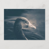 Greylag Gooseの自然写真 ポストカード (正面)