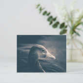 Greylag Gooseの自然写真 ポストカード (スタンド正面)
