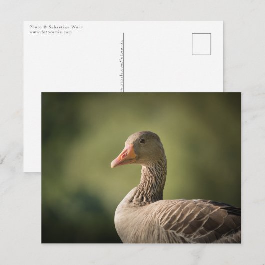 Greylag Gooseの自然写真 ポストカード (正面/裏面)