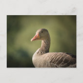 Greylag Gooseの自然写真 ポストカード (正面)