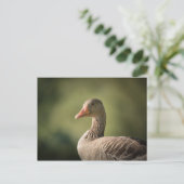 Greylag Gooseの自然写真 ポストカード (スタンド正面)