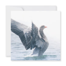 Greylag Goose自然フォトカード