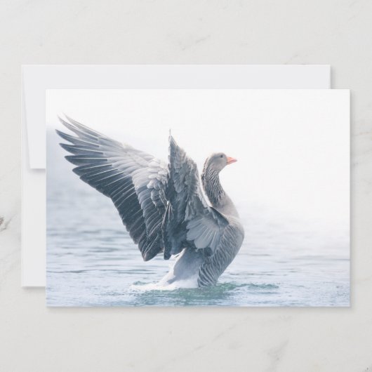 Greylag Goose自然フォトカード (正面)